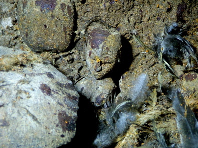 Altarfigur von Bokpan